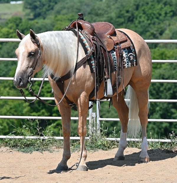 working-cattle-quarter-horse