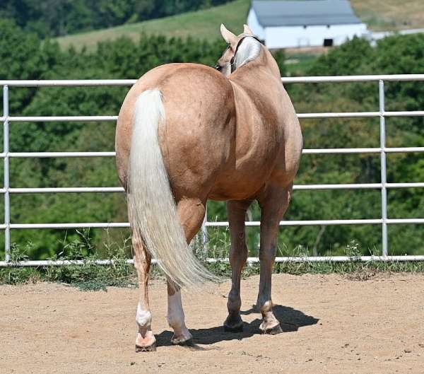 youth-quarter-horse