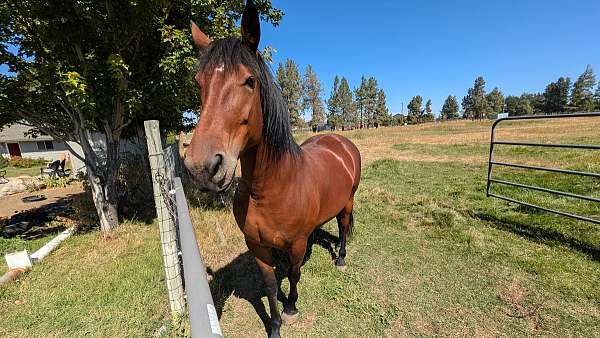 cart-harness-mare