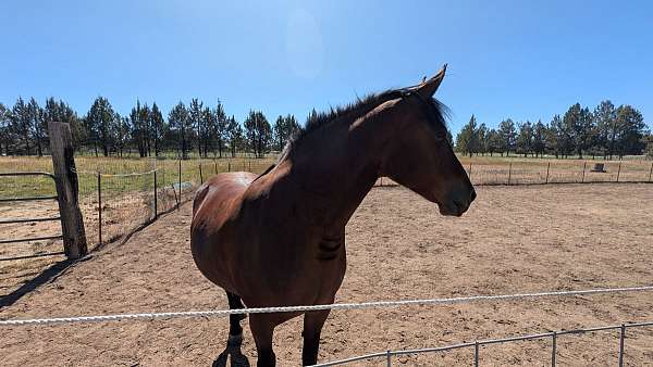 kentucky-friesian-horse