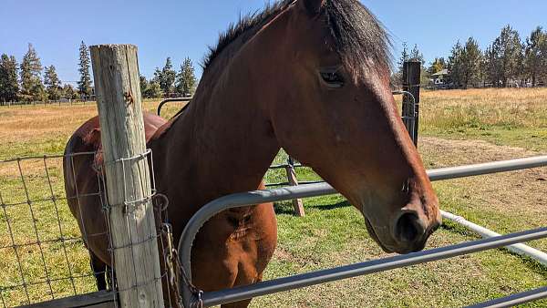 cart-harness-friesian-horse