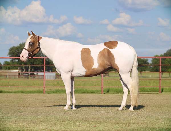 ranch-versatility-paint-horse