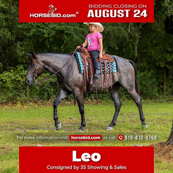 all-around-quarter-horse