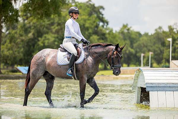 athletic-quarter-horse
