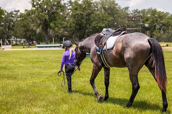flashy-quarter-horse
