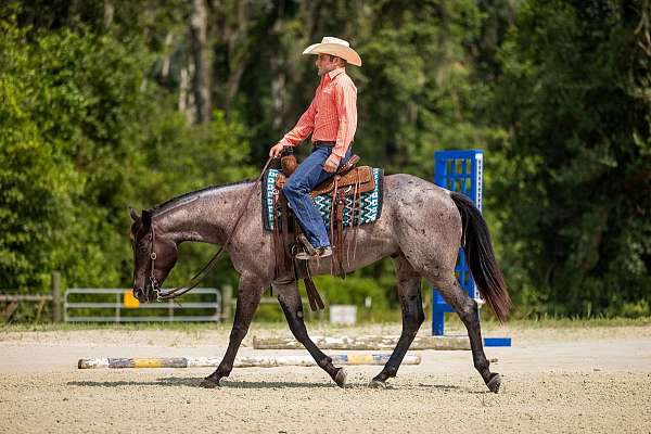 husband-safe-quarter-horse