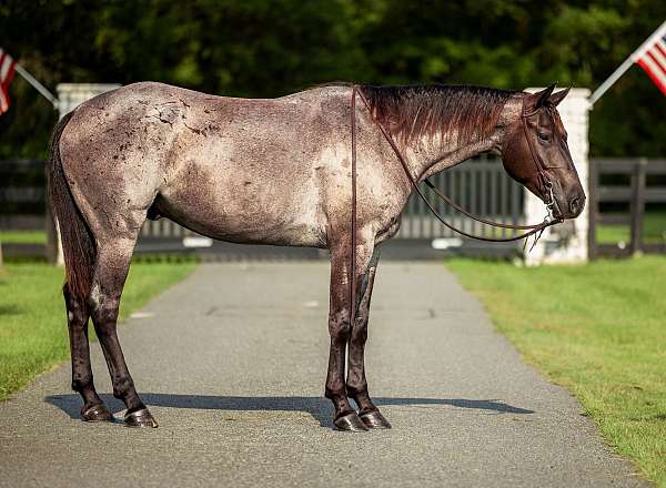 ranch-work-quarter-horse
