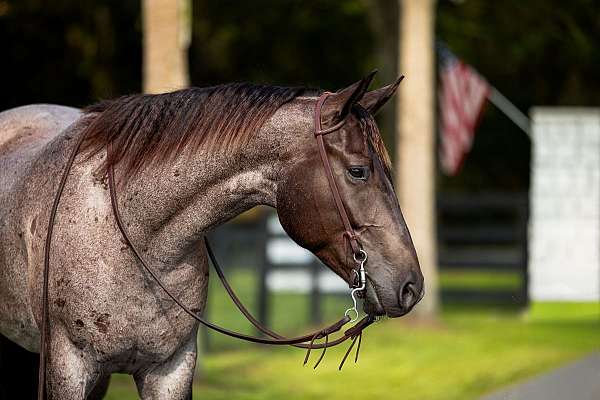 ridden-english-quarter-horse