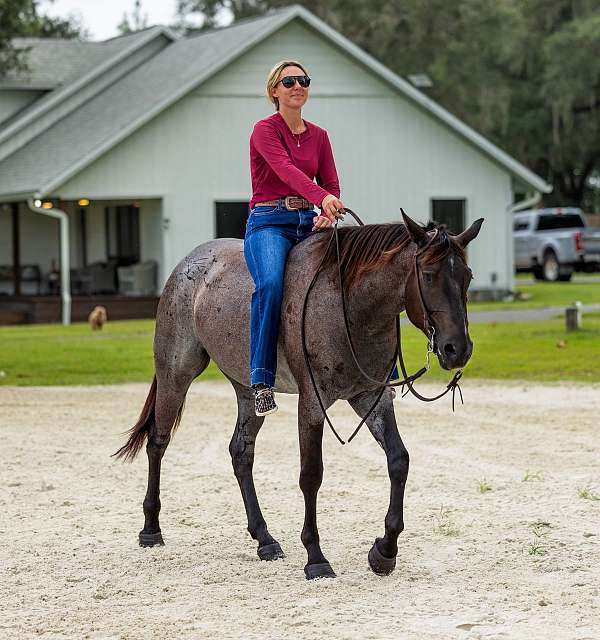 ridden-western-quarter-horse