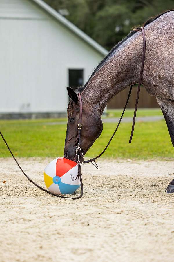 show-quarter-horse