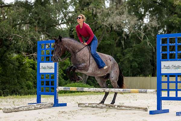 trail-quarter-horse