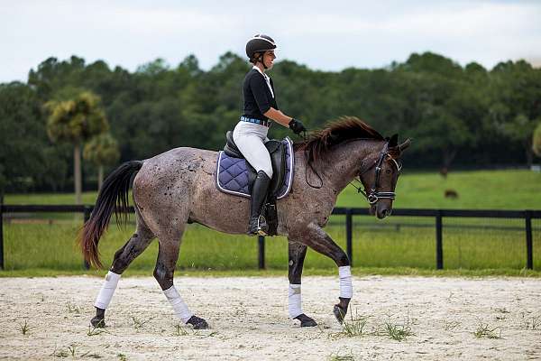 trail-riding-quarter-horse