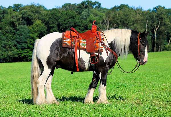 athletic-gypsy-vanner-horse