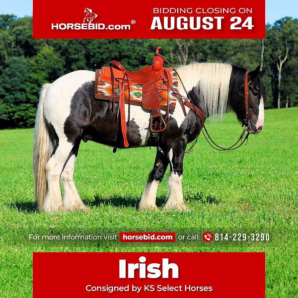 all-around-gypsy-vanner-horse
