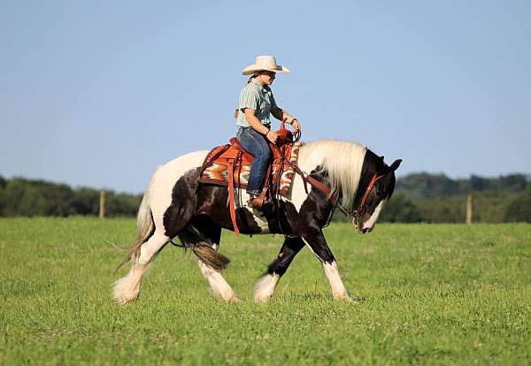 lesson-gypsy-vanner-horse