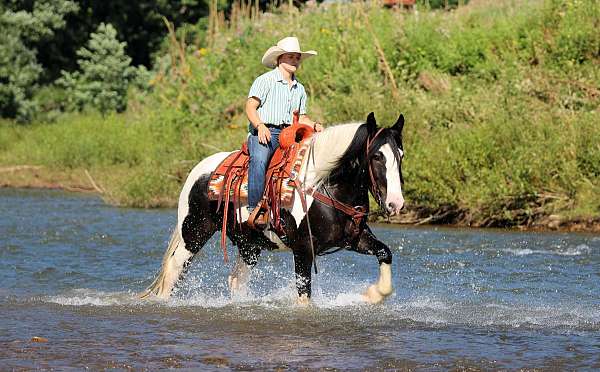 ranch-work-gypsy-vanner-horse