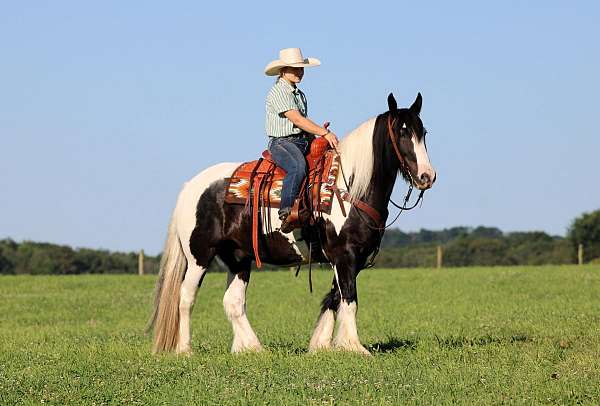 trail-gypsy-vanner-horse