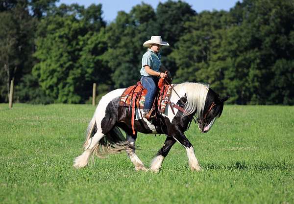 trail-riding-gypsy-vanner-horse