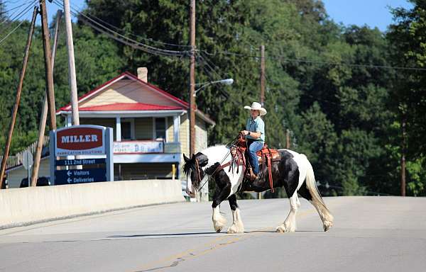 western-riding-gypsy-vanner-horse