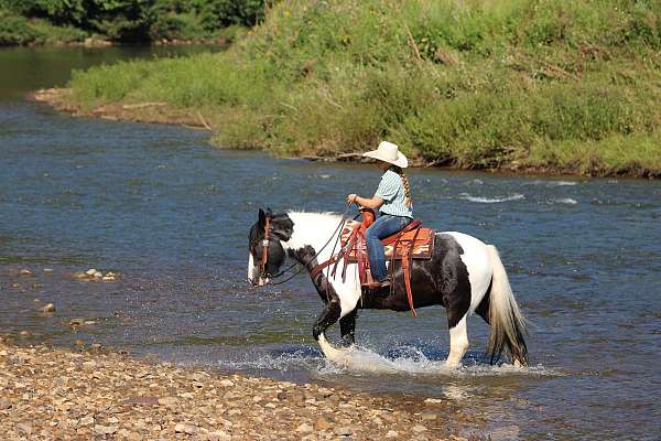working-cattle-gypsy-vanner-horse