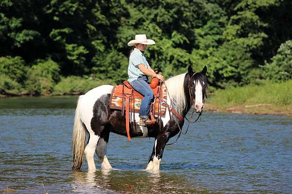 youth-gypsy-vanner-horse