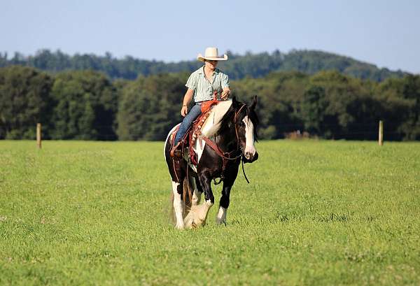 piebald-all-around-horse