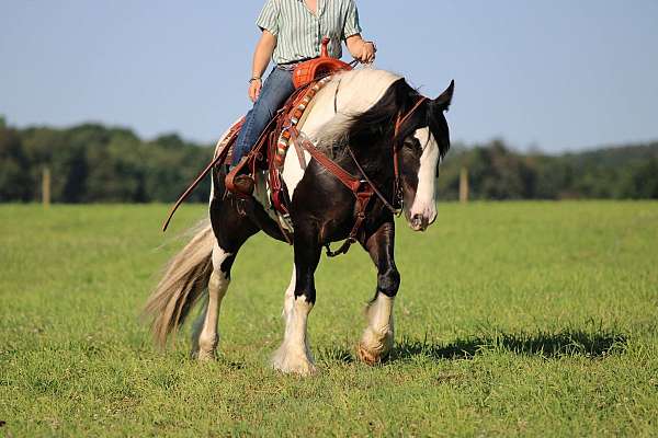 piebald-athletic-horse