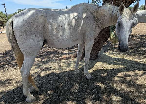 spot-on-nearside-of-neck-horse