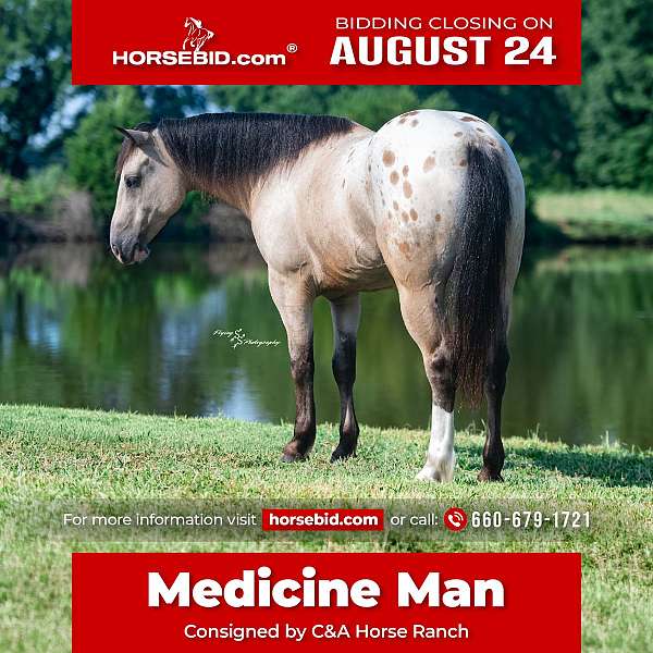 all-around-draft-horse