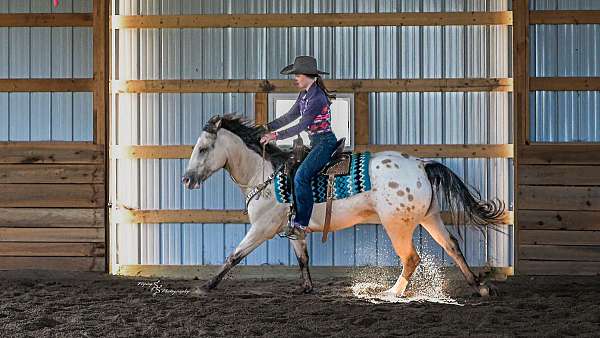 athletic-draft-horse