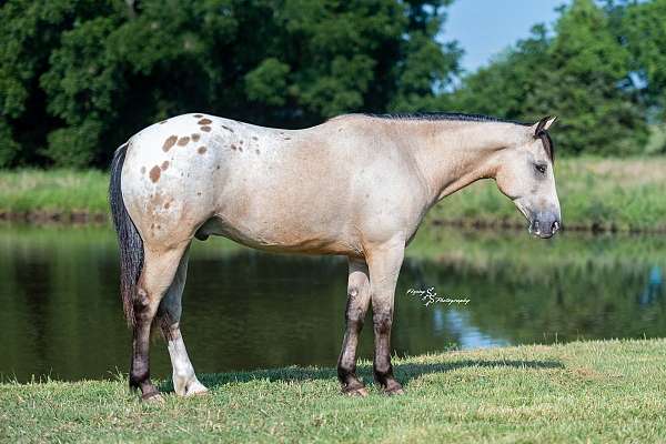 draft-horse