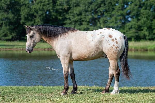 eventing-draft-horse