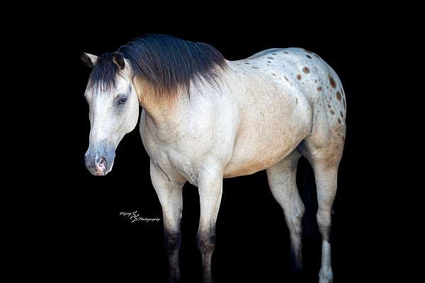 flashy-draft-horse