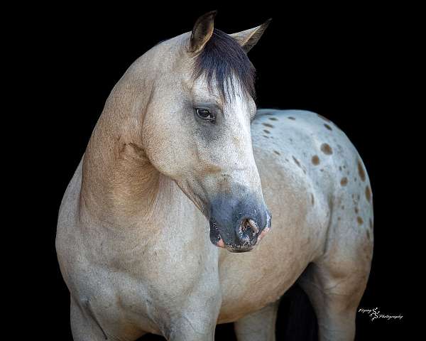 horsemanship-draft-horse