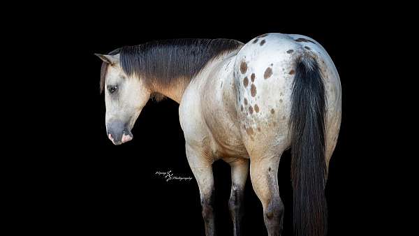 husband-safe-draft-horse