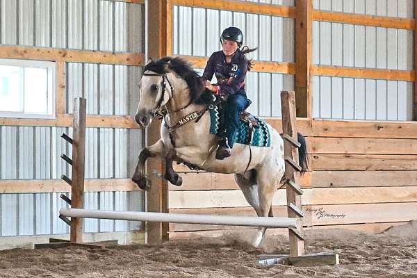 kid-safe-draft-horse