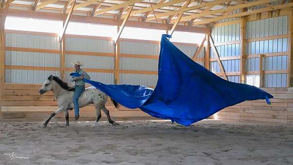 ridden-english-draft-horse