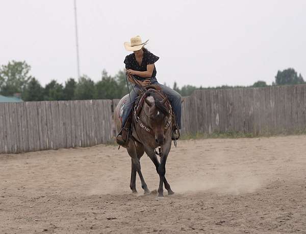 flashy-quarter-horse
