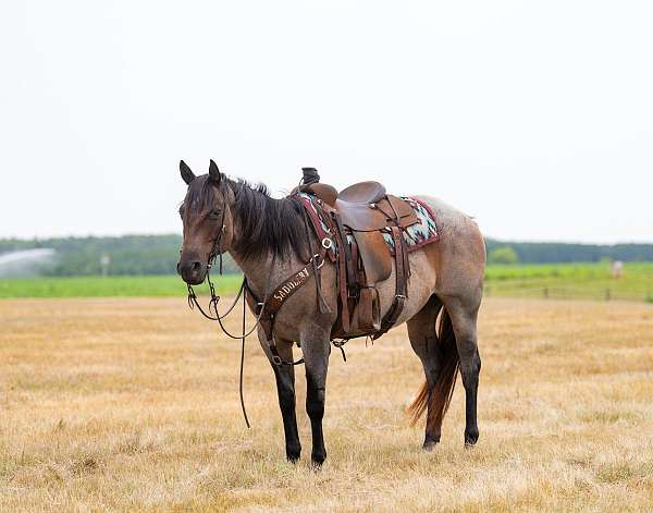 calf-roping-quarter-horse