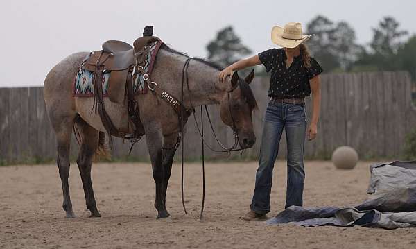 husband-safe-quarter-horse