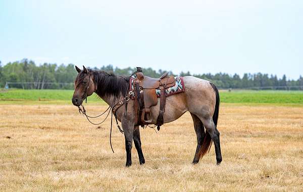 athletic-quarter-horse