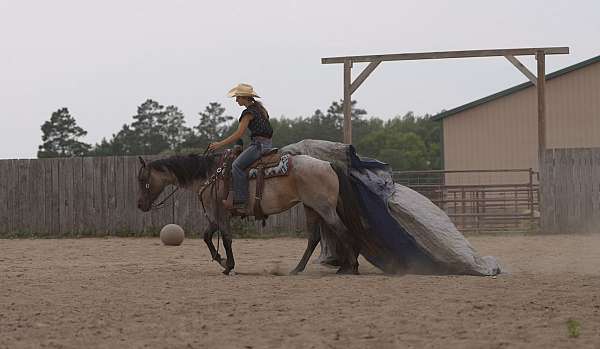 performance-quarter-horse