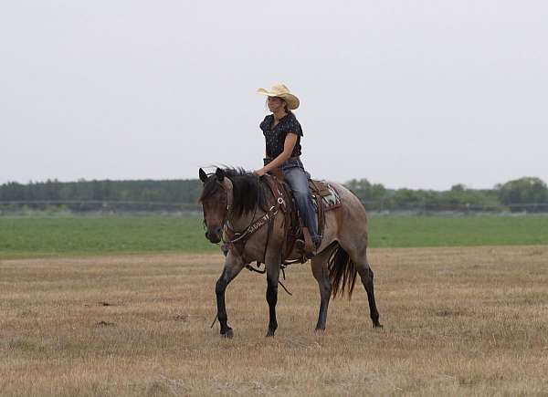 ranch-work-quarter-horse