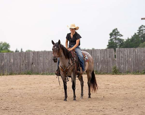 show-quarter-horse