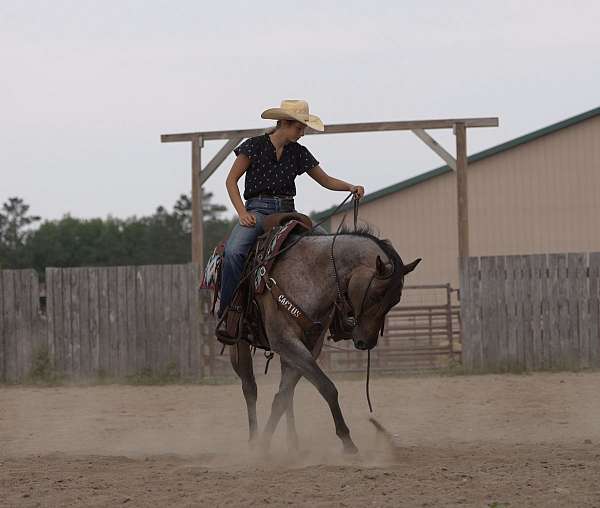 western-riding-quarter-horse