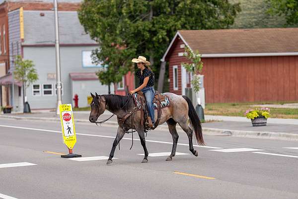 trail-quarter-horse