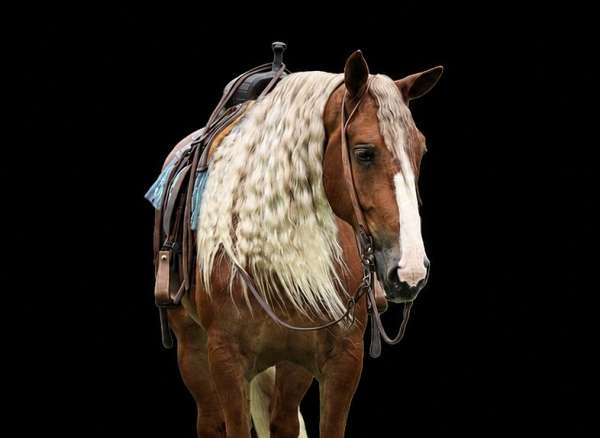 flashy-draft-horse