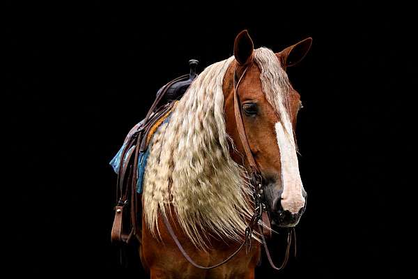 performance-draft-horse