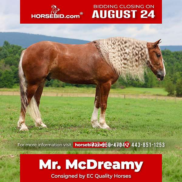all-around-draft-horse