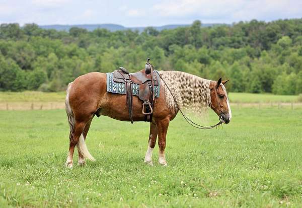 athletic-draft-horse